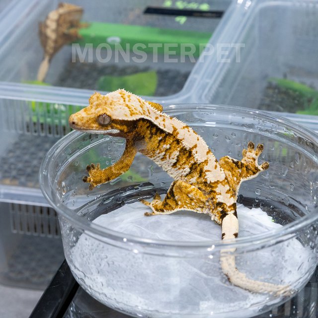 트라이 익스트림할리퀸