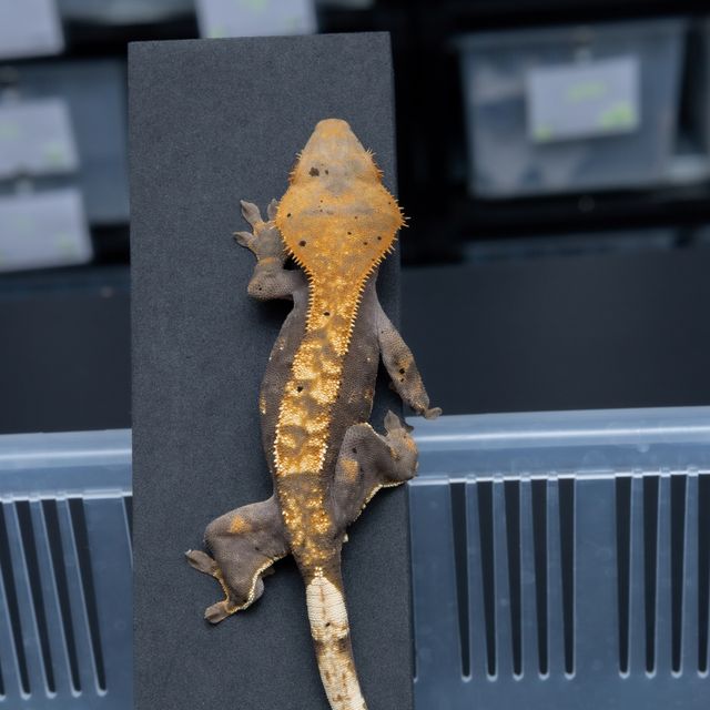 플레임 다크