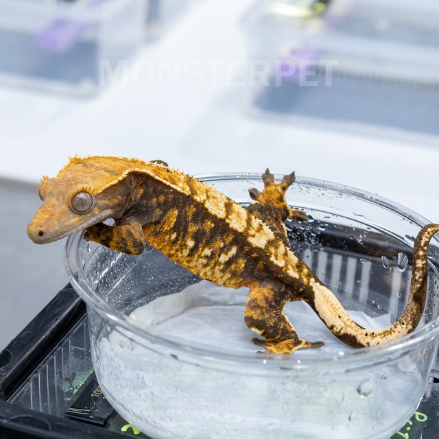 트라이 익스트림할리퀸