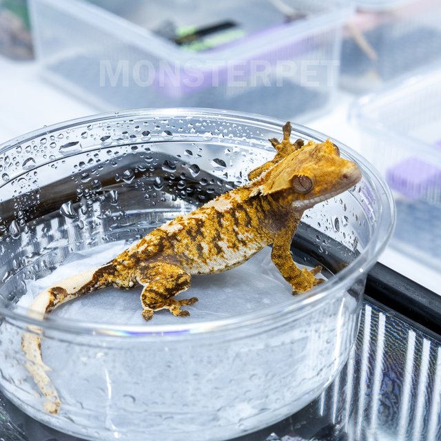 트라이 익스트림할리퀸