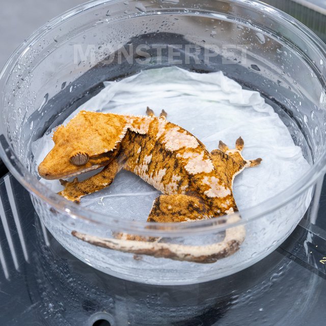 텐저린 트라이 익스트림할리퀸