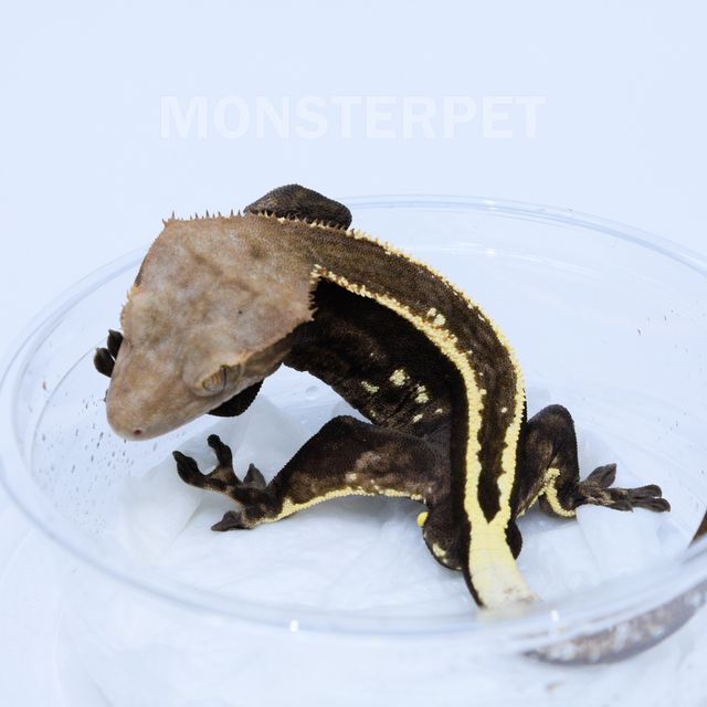 엠티백