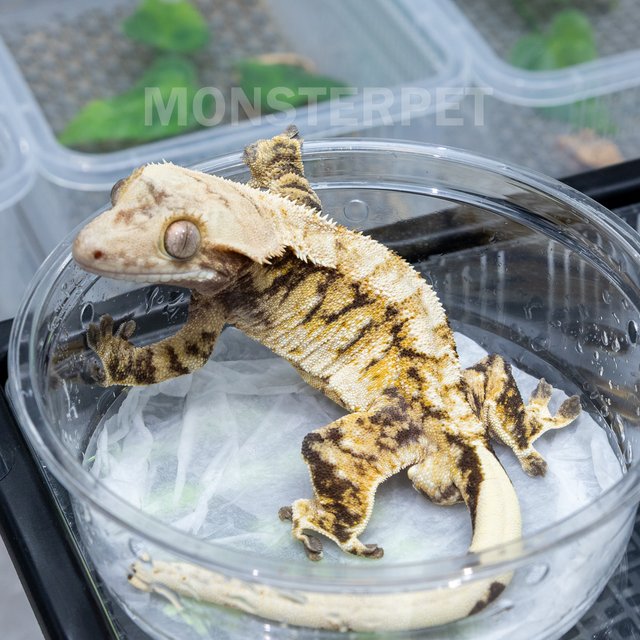 트라이 익스트림할리퀸