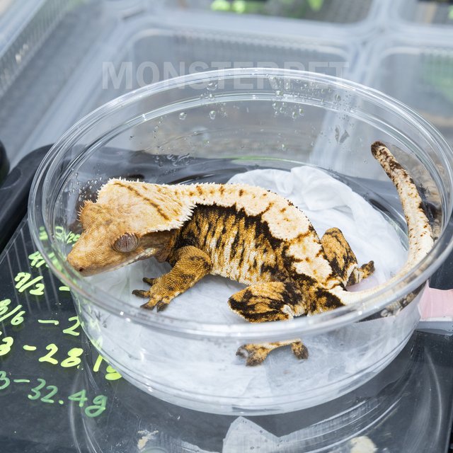 트라이 익스트림할리퀸