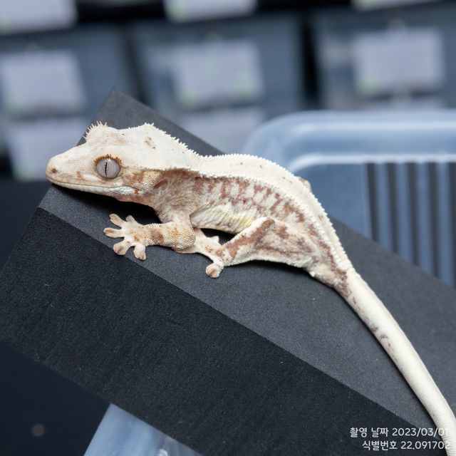 레드 릴리화이트