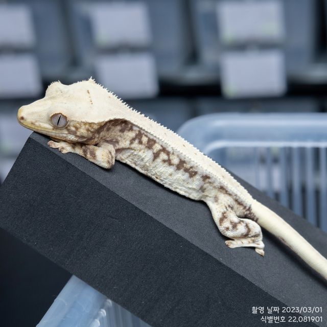 릴리화이트