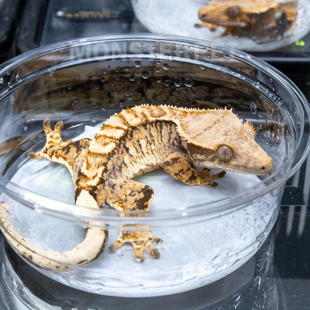 트라이 익스트림할리퀸