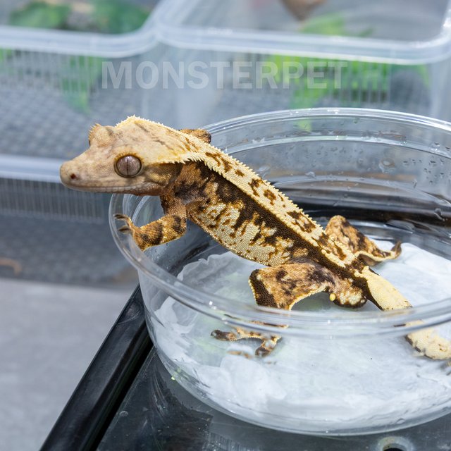 핀스트라이프 트라이 익스트림할리퀸