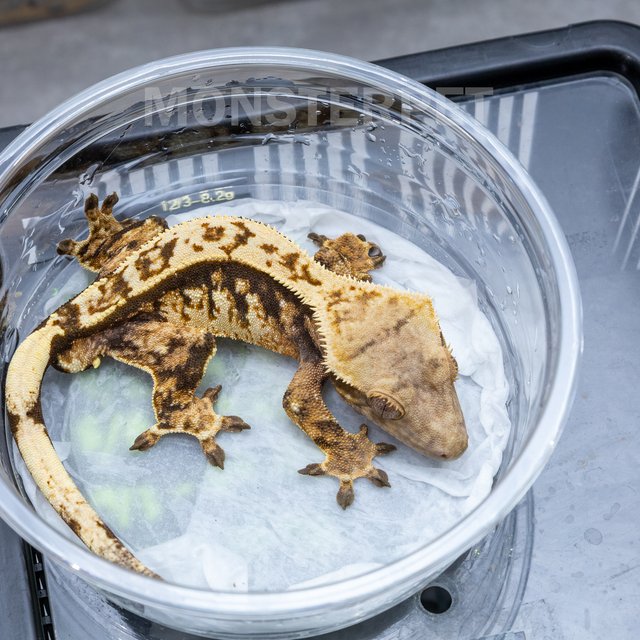 핀스트라이프 트라이 익스트림할리퀸