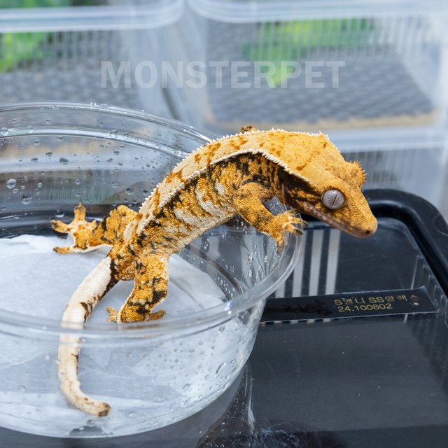 텐저린 트라이 익스트림할리퀸