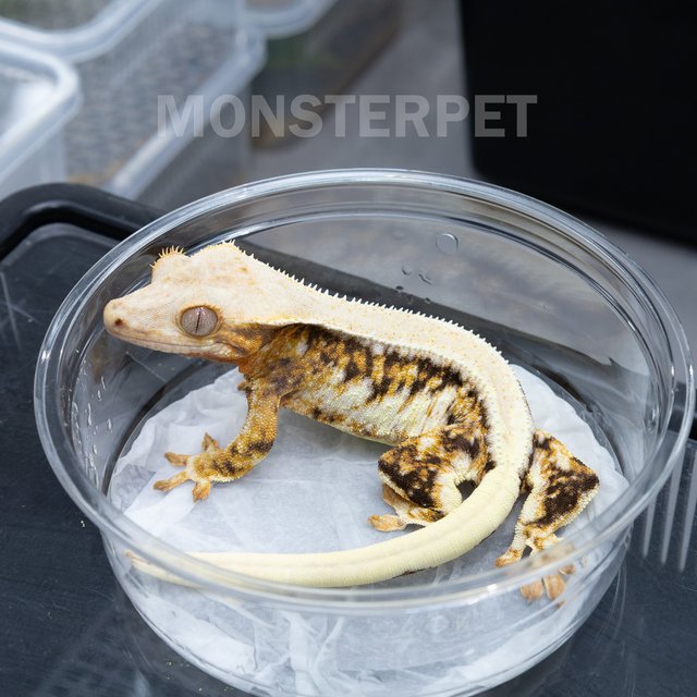 솔리드백 트라이 릴리화이트