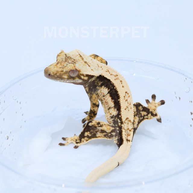 화이트스팟 쿼드