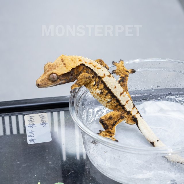 트라이 익스트림할리퀸