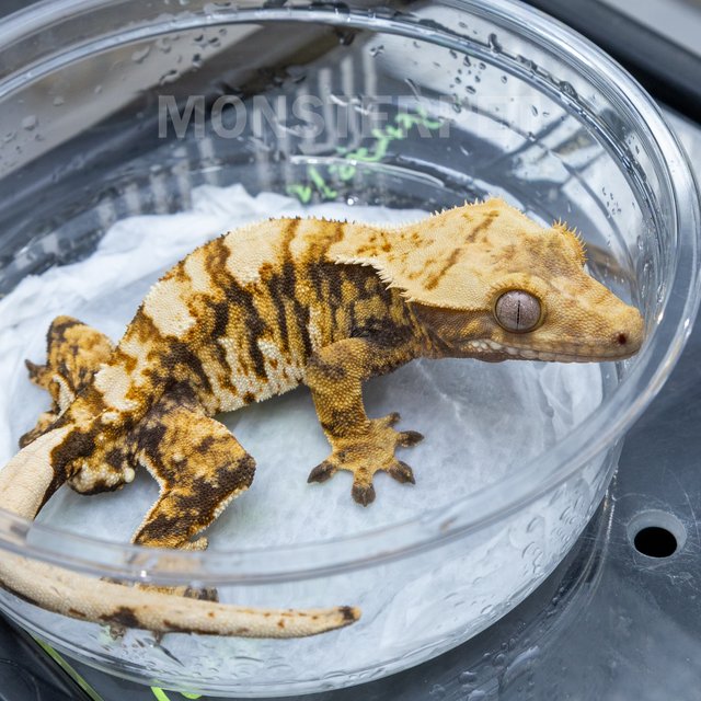 트라이 익스트림할리퀸