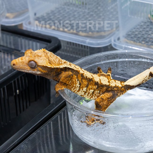 트라이 익스트림할리퀸