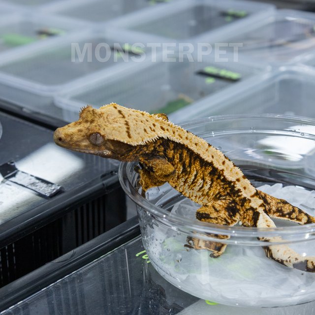 트라이 익스트림할리퀸