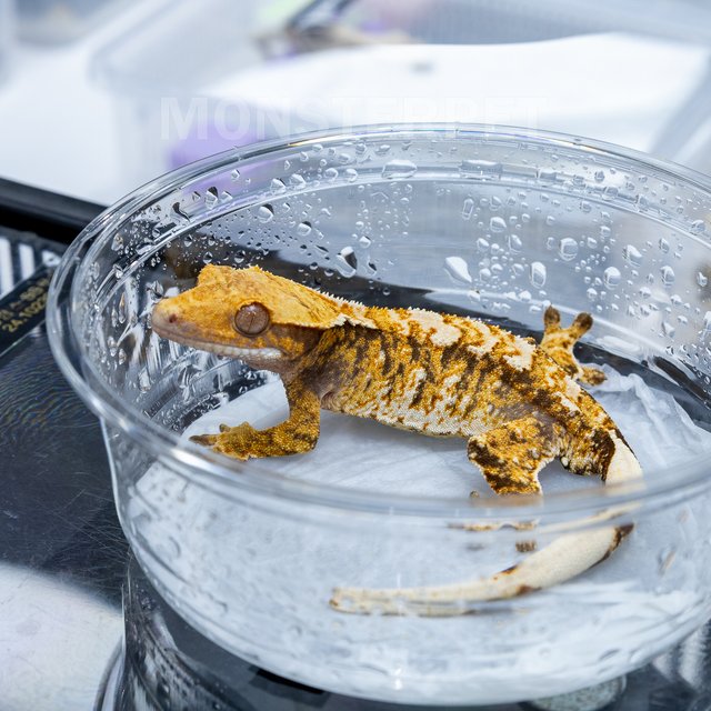 트라이 익스트림할리퀸