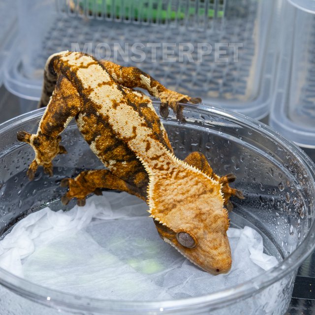 트라이 익스트림할리퀸