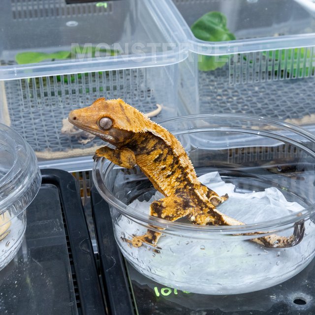 트라이 익스트림할리퀸