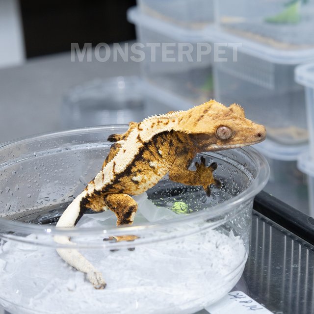 트라이 익스트림할리퀸