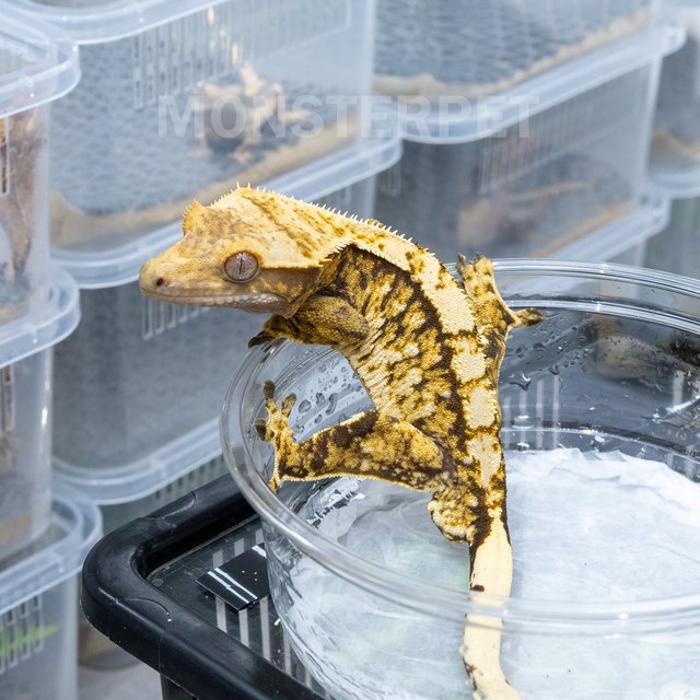 트라이 익스트림할리퀸