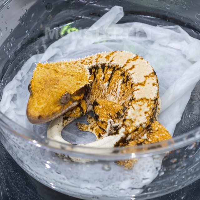 트라이 익스트림할리퀸