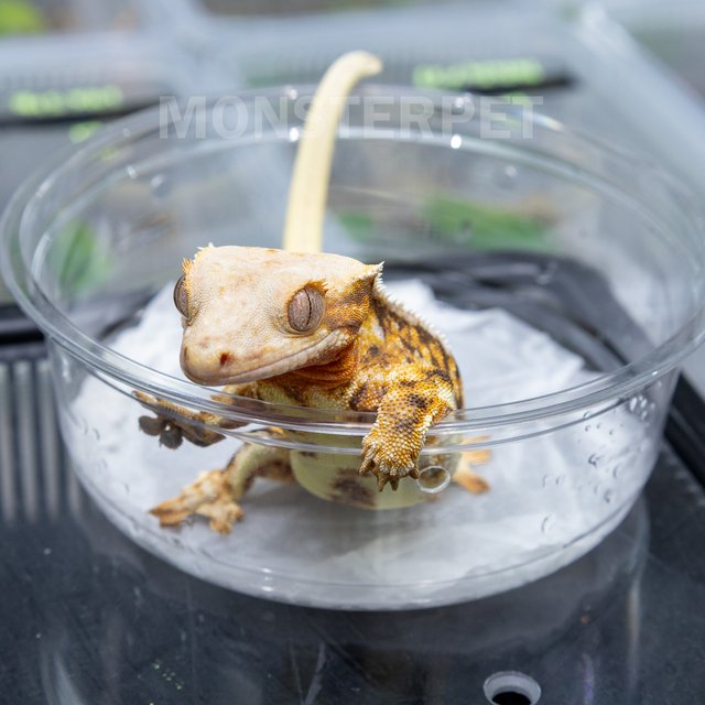 솔리드백 트라이 릴리화이트