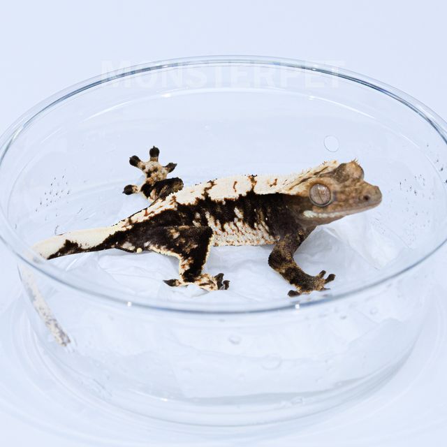 화이트 블랙
