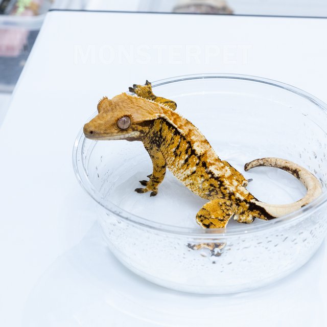 트라이 익스트림할리퀸