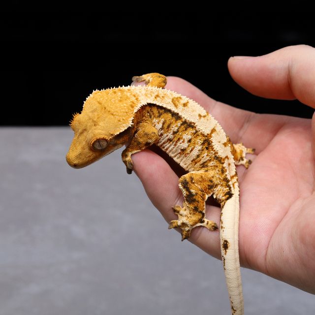 바브 트라이 익스트림할리퀸 텐저린