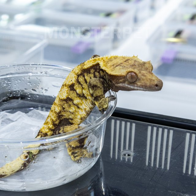 트라이 익스트림할리퀸