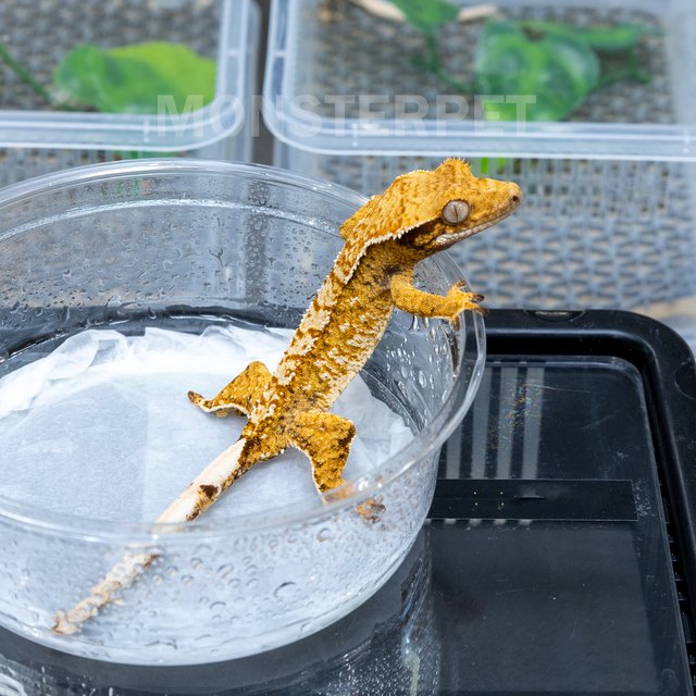 텐저린 트라이 익스트림할리퀸