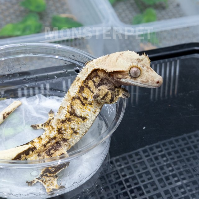 트라이 익스트림할리퀸