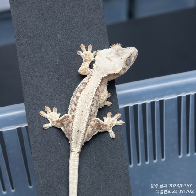 레드 릴리화이트