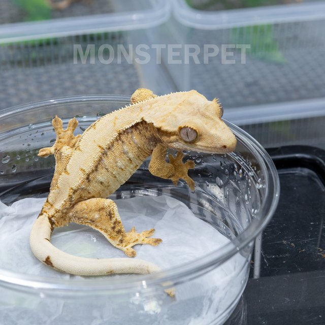 트라이 익스트림할리퀸