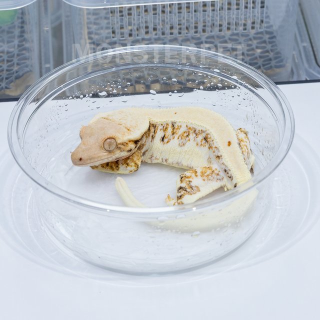 트라이 릴리화이트