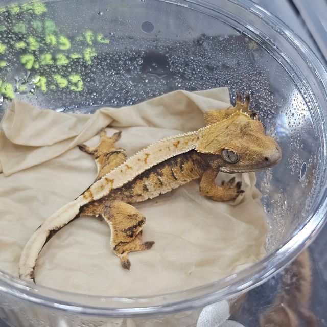 트라이 익스트림할리퀸 핀스트라이프