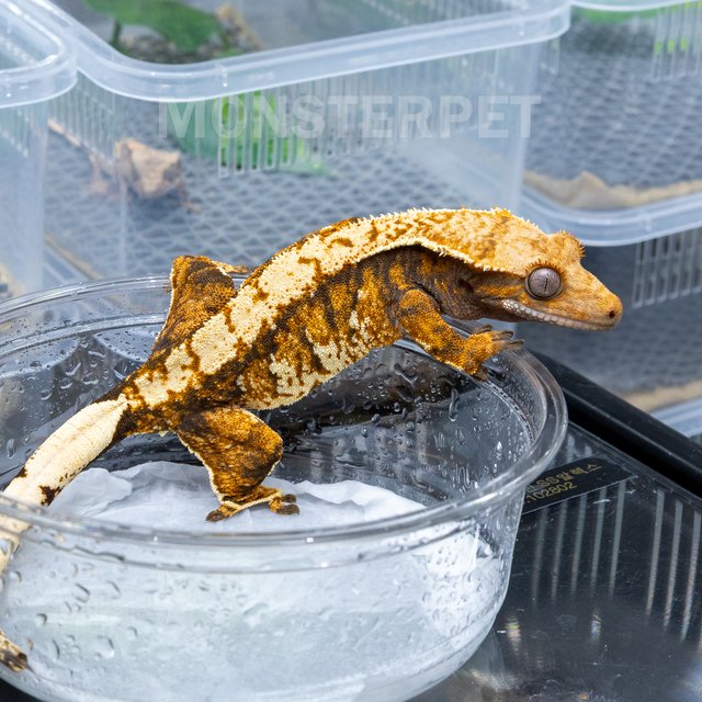 트라이 익스트림할리퀸