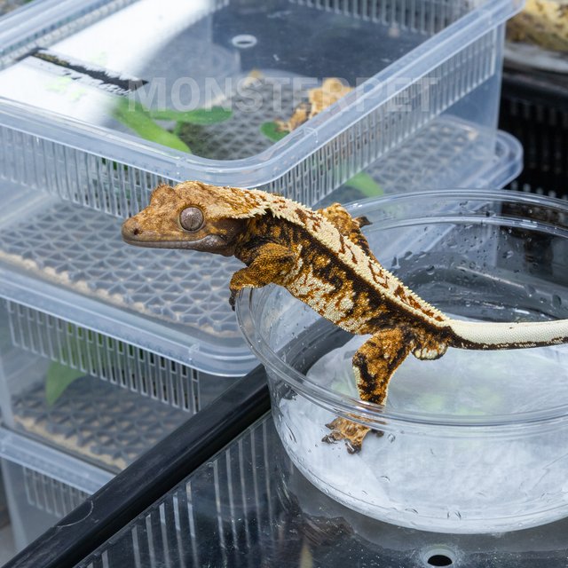 익스트림할리퀸 트라이