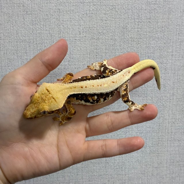 릴리화이트 레드