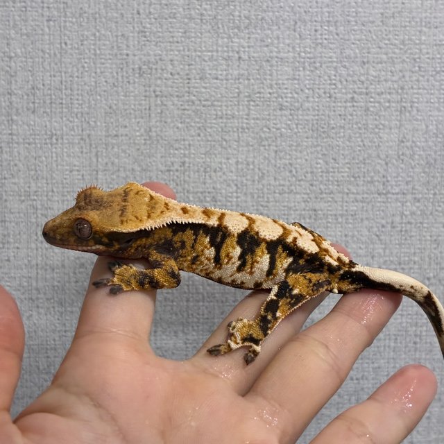 트라이