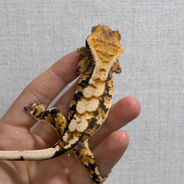 트라이