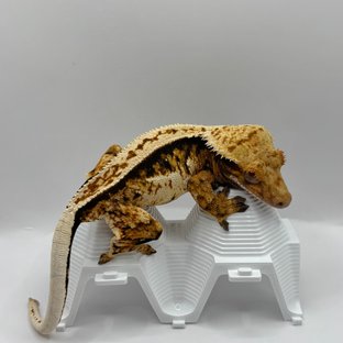 노멀 트라이 텐저린 풀핀 익스트림할리퀸