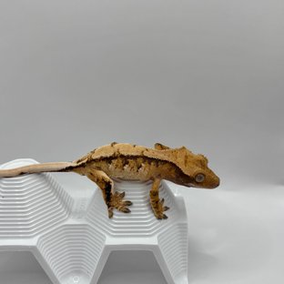 노멀 트라이 화이트스팟