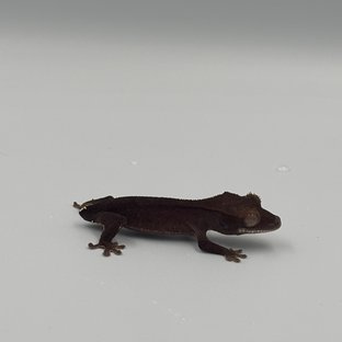 다크 팬텀 챠콜 카푸치노