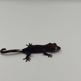 다크 팬텀 챠콜 카푸치노