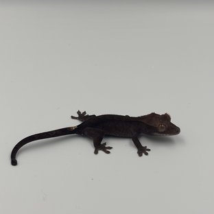 다크 팬텀 챠콜 카푸치노