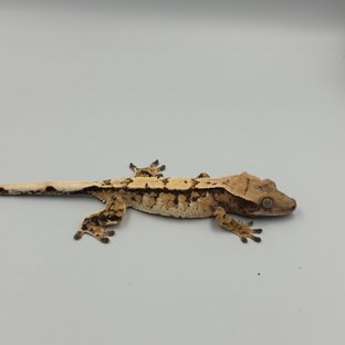 노멀 트라이 화이트스팟