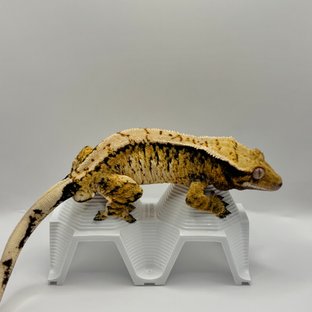 노멀 트라이 익스트림할리퀸 타이거