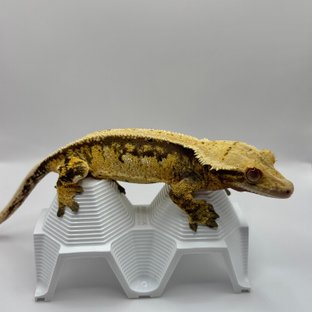 노멀 트라이 화이트스팟 익스트림할리퀸